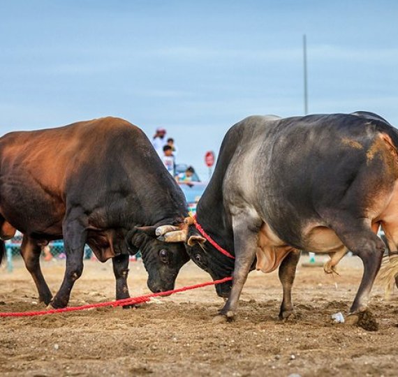 Bull Fighting